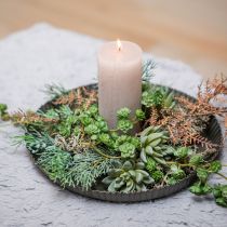 Echeveria succulenta Ø6,5 cm L11 cm 6 pz