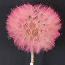 Prodotto Decorazione di fiori secchi con tarassaco gigante, elegante accessorio per la casa, 12 cm, 4 pezzi