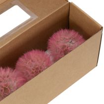 Prodotto Decorazione di fiori secchi con tarassaco gigante, elegante accessorio per la casa, 12 cm, 4 pezzi
