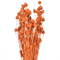 Prodotto Fiori secchi cardo selvatico fragola arancione 100g