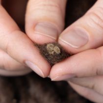 Prodotto Cordoncino di lana soffice Mirabell, marrone, nastro decorativo da 25 m per fiori e artigianato