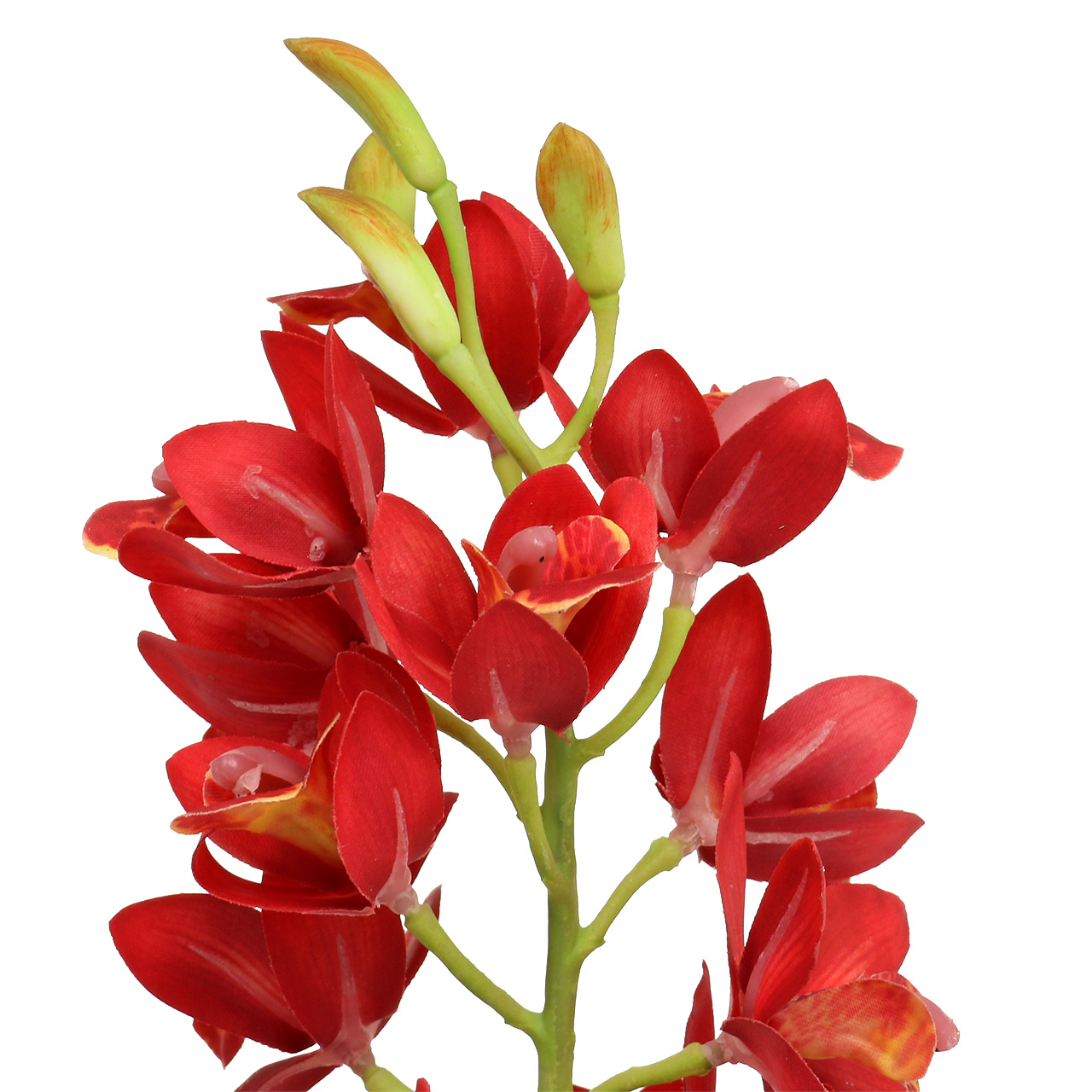 Bulbi Orchidea Cymbidium - 3 Bulbi Per Fiori Perenni Decorativi
