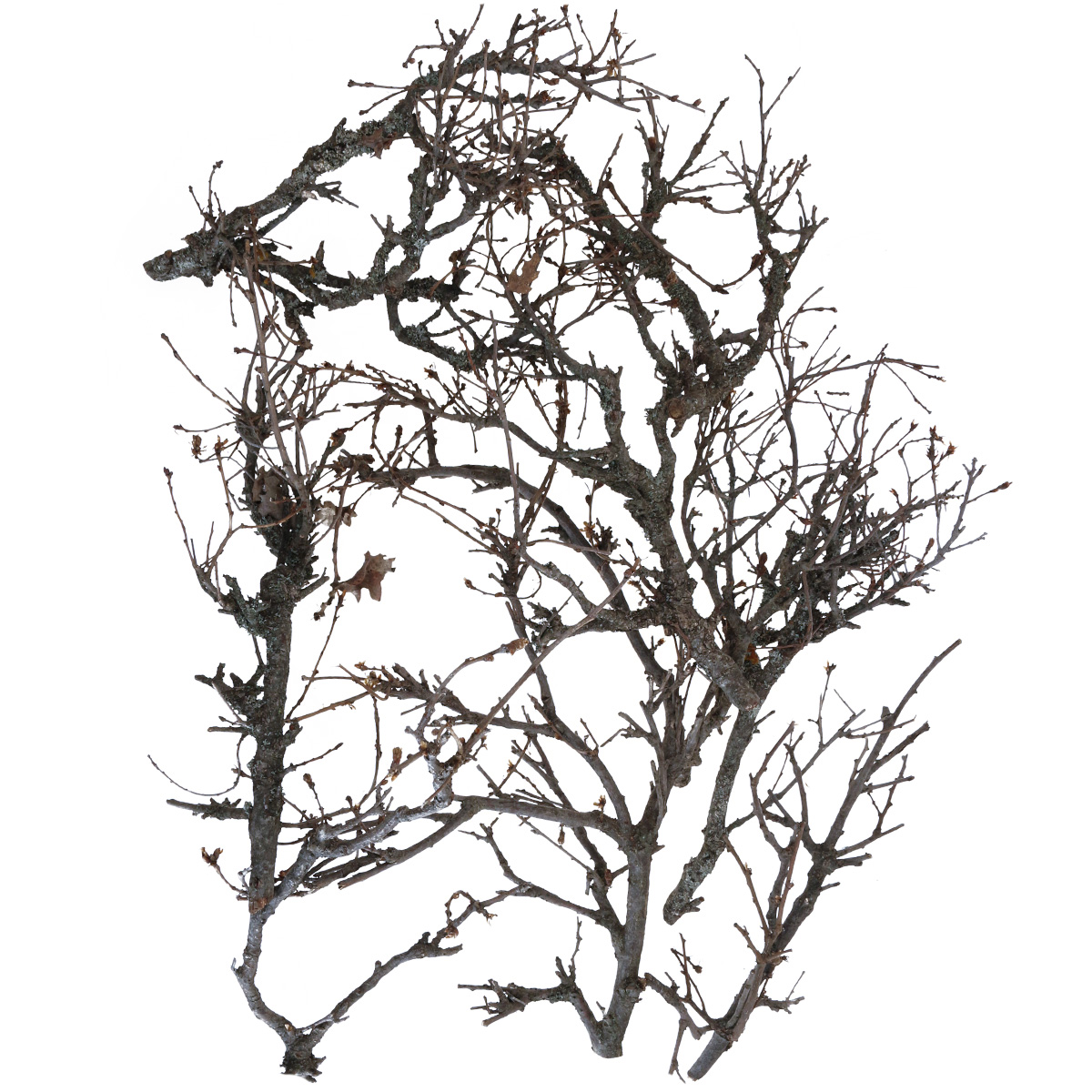 Rami decorativi rami decorativi in legno bonsai 15-30cm  650g-06933-BONSAI