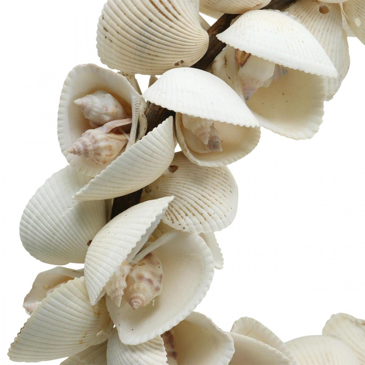 12 Conchiglie Di Capesante Bianche 9-10 Cm | Decorazioni Naturali Per Artigianato E Feste