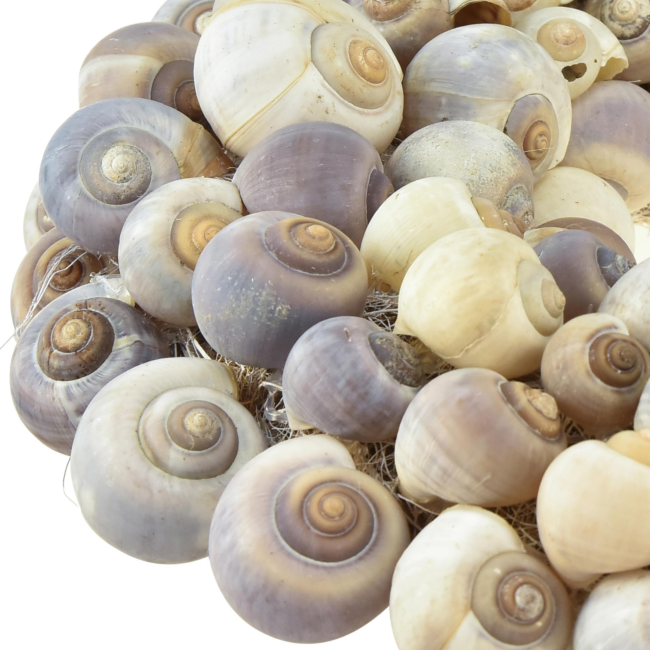 Gusci Lumaca Francese Naturali - 10 Pezzi Per Cucinare - Foto 12