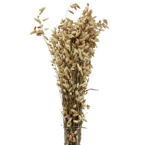 Floristik24 Erba Quaking Fiori Secchi Verde Naturale Briza 60cm 100g