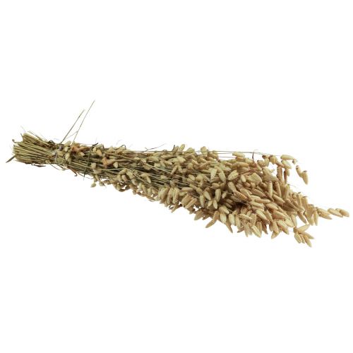 Floristik24 Erba Quaking Fiori Secchi Verde Naturale Briza 60cm 100g