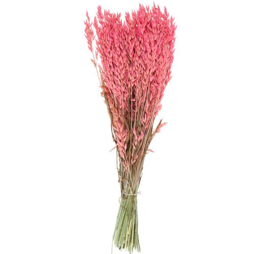 Floristik24 Fiori secchi, avena secca decorativa rosa 65 cm 160 g