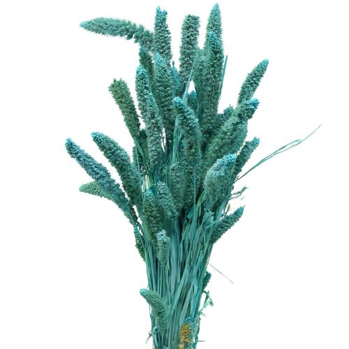 Floristik24 Fiori secchi, Setaria Pumila, miglio blu 65 cm 200 g