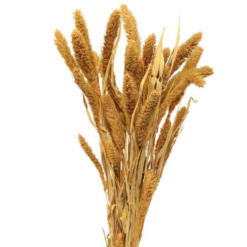 Prodotto Fiori secchi, Setaria Pumila, setola di miglio arancio 72cm 225g