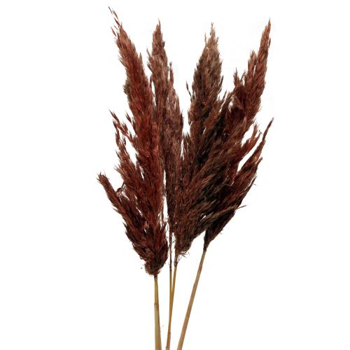 Floristik24 Decorazione di erba di pampa secca floristica secca rosso-marrone 70 cm 6 pz