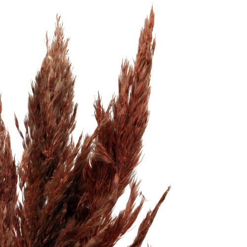 Floristik24 Decorazione di erba di pampa secca floristica secca rosso-marrone 70 cm 6 pz