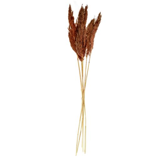 Floristik24 Decorazione di erba di pampa secca floristica secca rosso-marrone 70 cm 6 pz