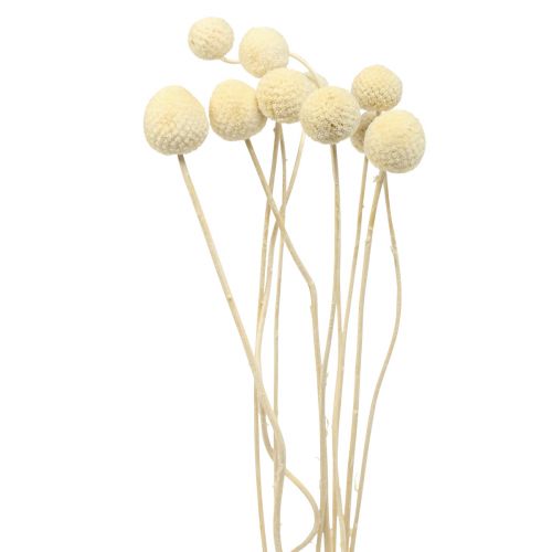Prodotto Fiori secchi Craspedia essiccati, bacchette sbiancate 60 cm 10 pz