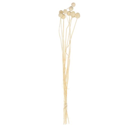 Prodotto Fiori secchi Craspedia essiccati, bacchette sbiancate 60 cm 10 pz