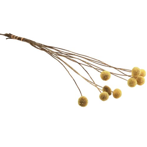 Prodotto Craspedia Bacchette per Fiori Secchi Gialle 70 cm 10 pz
