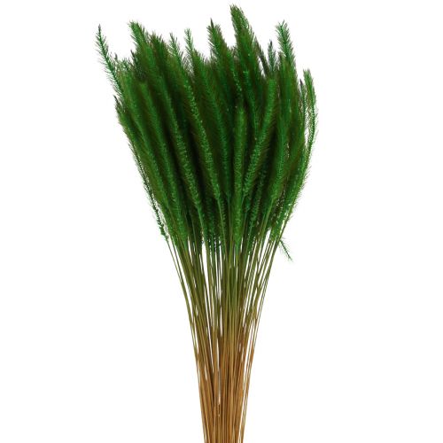 Floristik24 Miglio con setole verdi Setaria viridis erba secca 52 cm 28 g