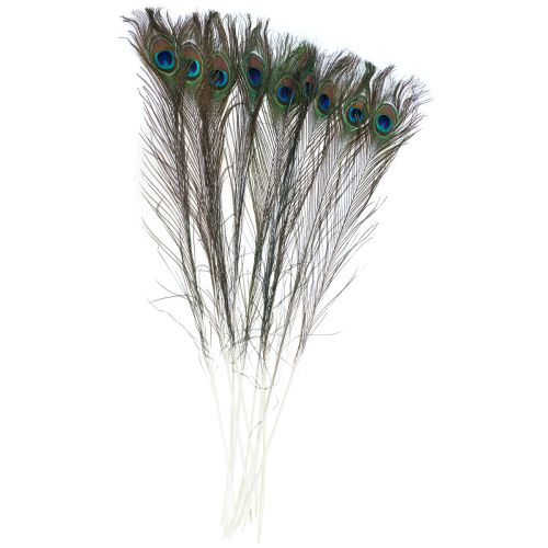 Floristik24 Piume decorative di piume di pavone per realizzare piume di uccelli H78cm 10 pezzi
