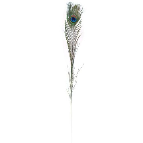 Floristik24 Piume decorative di piume di pavone per realizzare piume di uccelli H78cm 10 pezzi