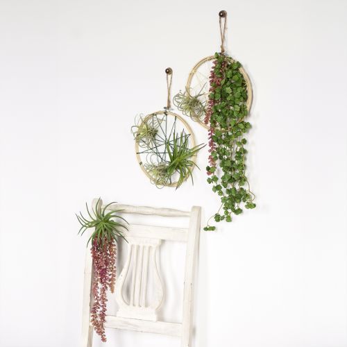 Prodotto Sedum 'Rubin' pianta pensile – succulenta decorativa e facile da curare, 43 cm, 3 pezzi.