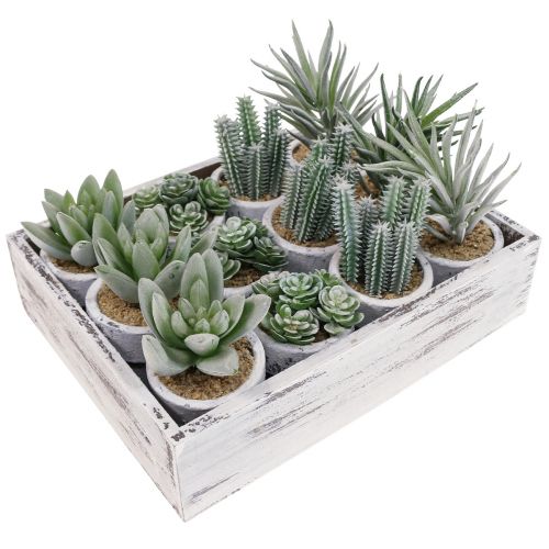 Floristik24 Piante grasse artificiali in vaso piante artificiali verde Ø4cm 12pz