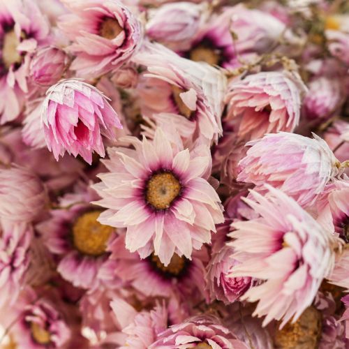 Prodotto Fiori di paglia fiori secchi bianco rosa 20-35cm mazzo 40g