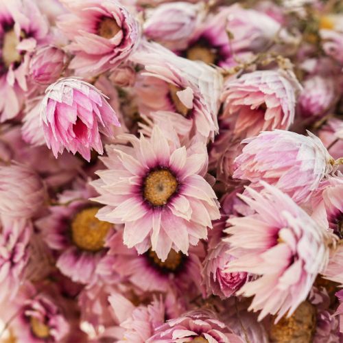 Floristik24 Fiori di paglia fiori secchi bianco rosa 20-35cm mazzo 40g