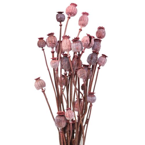 Floristik24 Fiori Secchi Caps Papaveri Secchi Deco Rosso 80g