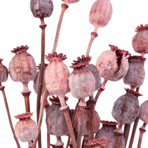 Floristik24 Fiori Secchi Caps Papaveri Secchi Deco Rosso 80g