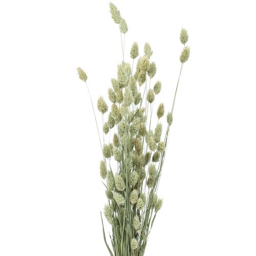 Floristik24 Erbe essiccate Phalaris essiccate secche natura floristica 55cm 80g