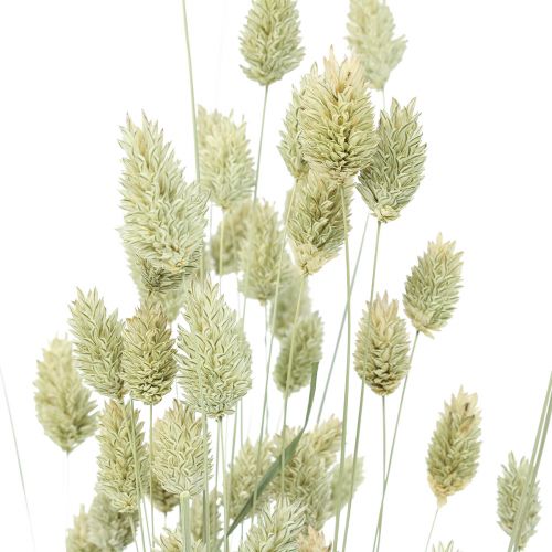 Floristik24 Erbe essiccate Phalaris essiccate secche natura floristica 55cm 80g