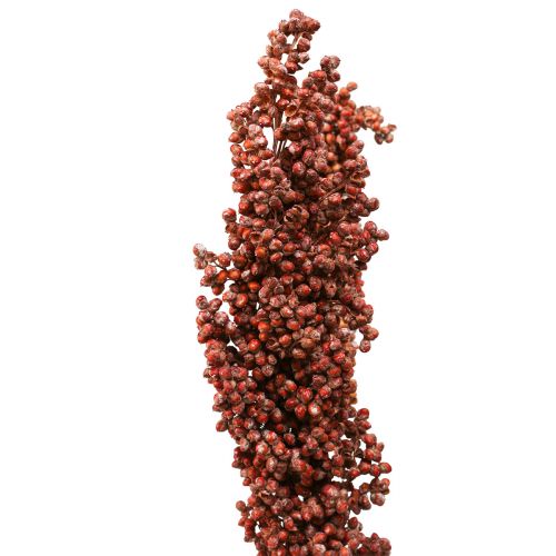 Floristik24 Fiori Secchi Sorgo Miglio Arancio Fiori Secchi 70cm 3pz