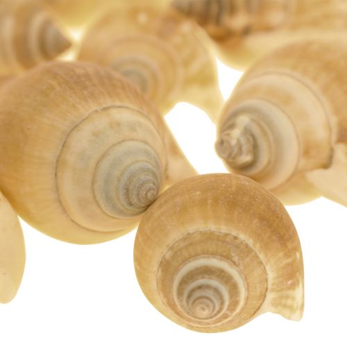 Floristik24 Gusci di lumaca Deco Lumaca di mare Marrone Bianco 3,5-5cm 250g