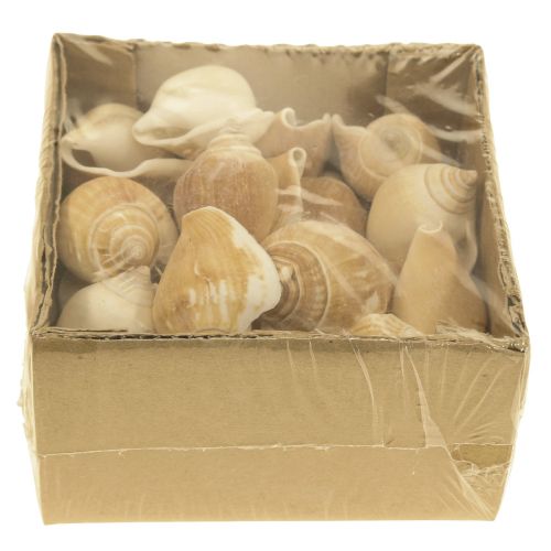 Floristik24 Gusci di lumaca Deco Lumaca di mare Marrone Bianco 3,5-5cm 250g