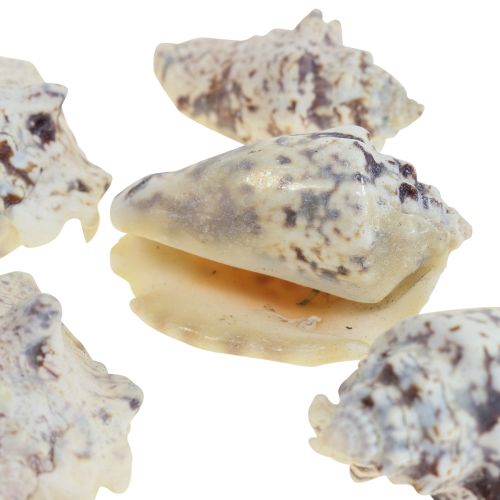 Floristik24 Gusci di lumaca deco lumache di mare naturali 5,5-7,5 cm 250 g