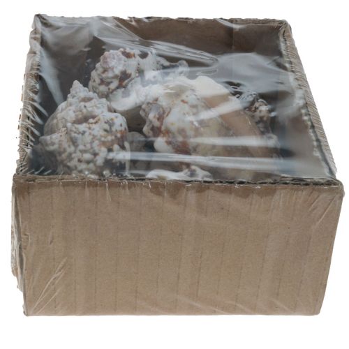 Floristik24 Gusci di lumaca deco lumache di mare naturali 5,5-7,5 cm 250 g