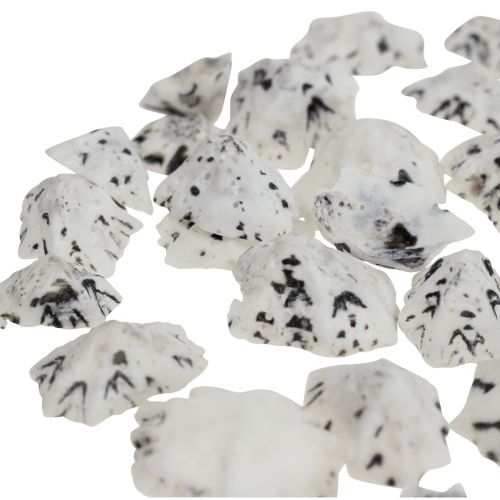 Floristik24 Shell Deco Conchiglie Bianco Nero Piccolo 1-2,5cm 250g