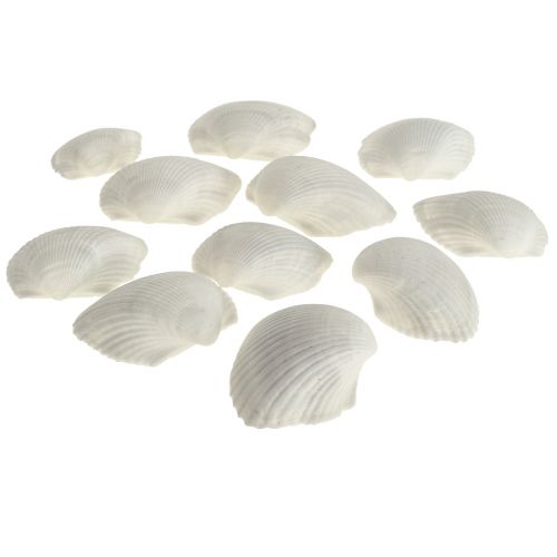 Shell Deco Conchiglie Bianche Cardi Vuote 5cm 250g