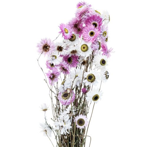 Fiori secchi Fiori di paglia bianchi rosa 40-45 cm 30 g
