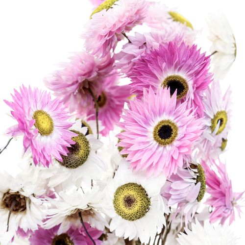 Fiori secchi Fiori di paglia bianchi rosa 40-45 cm 30 g