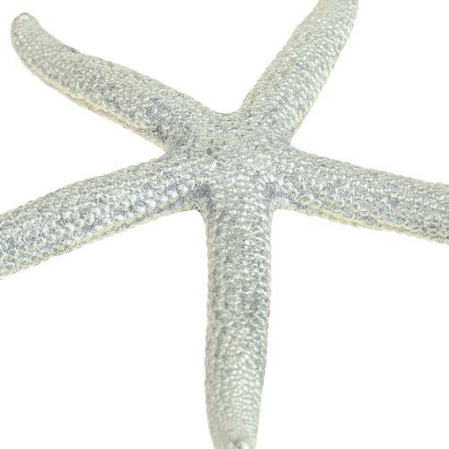Floristik24 Decorazione marittima in argento stella marina Decorazione estiva stella marina 7,5 cm 10 pz