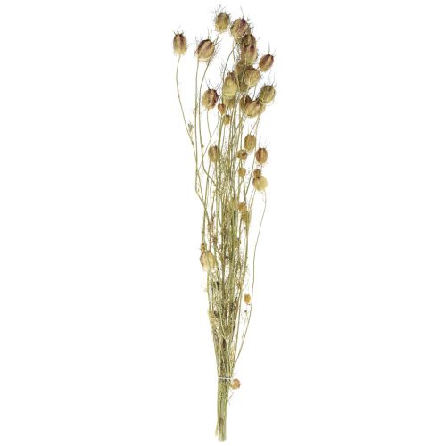 Floristik24 Nigella fiore essiccato Jungfer im Grünen floristica secca 24-45cm 20g