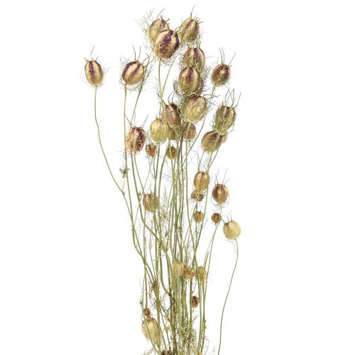 Floristik24 Nigella fiore essiccato Jungfer im Grünen floristica secca 24-45cm 20g