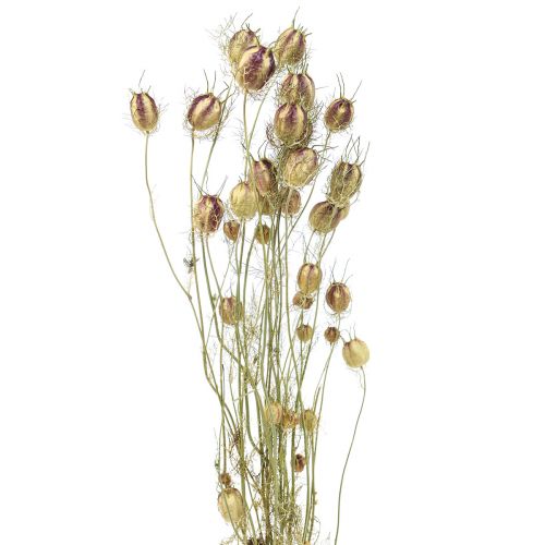 Prodotto Nigella fiore essiccato Jungfer im Grünen floristica secca 24-45cm 20g