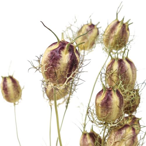 Floristik24 Nigella fiore essiccato Jungfer im Grünen floristica secca 24-45cm 20g