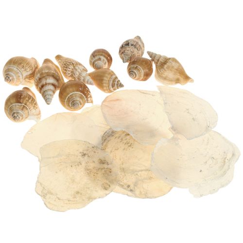 Capiz cozze conchiglia decorazione marina marrone bianco 600g