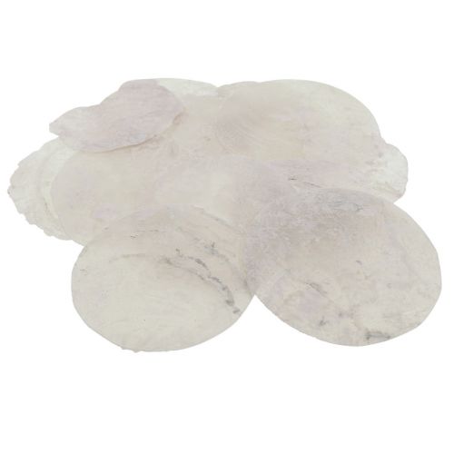Floristik24 Capiz conchiglie dischi madreperla decorazione marittima Ø7cm 600g