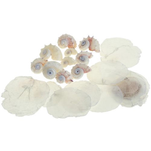 Floristik24 Capiz Cozze Guscio di Lumaca Deco Marittimo Bianco Rosa 600g