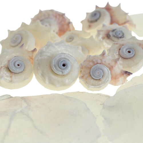 Floristik24 Capiz Cozze Guscio di Lumaca Deco Marittimo Bianco Rosa 600g
