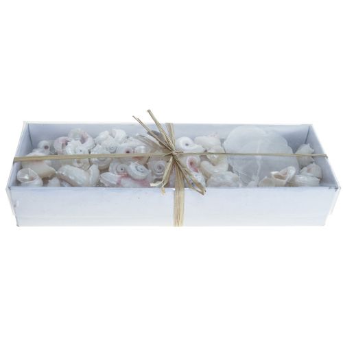 Floristik24 Capiz Cozze Guscio di Lumaca Deco Marittimo Bianco Rosa 600g